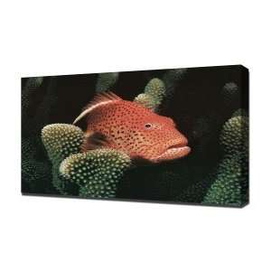 Beasts Reef Fish   Canvas Art   Framed Size 40x60   Ready To Hang