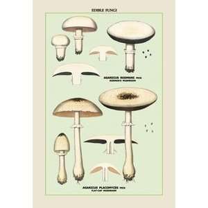   : Flat Cap Mushroom   Paper Poster (18.75 x 28.5): Sports & Outdoors