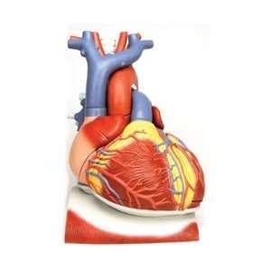   on Diaphragm Model 3 Times Life Size 10 Part: Health & Personal Care