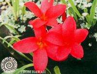 HAWAIIAN `ULA `ULA RED PLUMERIA PLANT CUTTINGS  