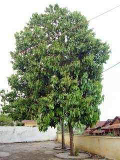 Cassia CINNAMON Tree LIVE SPICE TREE Plant Seedling 9b  