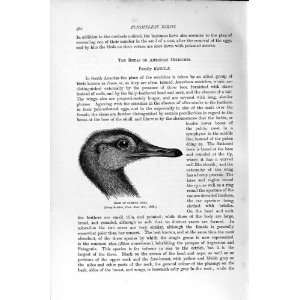  HAED COMMON RHEA FLIGHTLESS BIRD NATURAL HISTORY 1895 