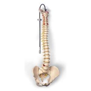  Classic Flexible Spine with Female Pelvis: Health 