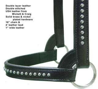 Spotted Cattle Show Halter w/Lead USA Leather Bk Heifer  