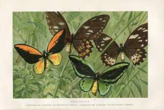 1894 BUTTERFLY Antique Chromolithograph Print  