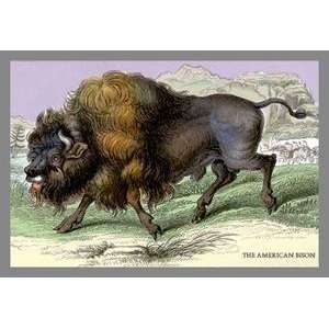  Vintage Art American Bison   05824 2