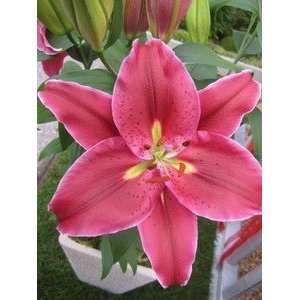  Dutch Pre cooled Lily Love Story 18 20 cm. 25 pack Patio 