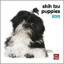 2012 Shih Tzu Puppies 7X7 Mini Wall Calendar