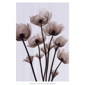  Windflowers   Poster by Steven N. Meyers (26x39): Home 