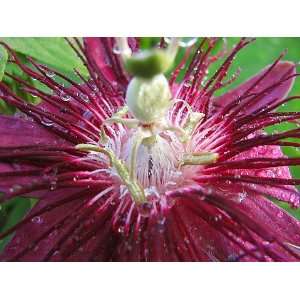   Passion Flower Plant   Passiflora   4 Pot Patio, Lawn & Garden