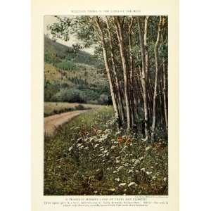  1923 Print Rocky Mountain National Park Wild Flowers Trees 