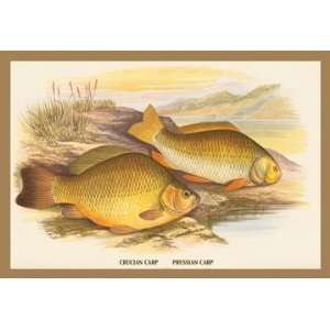  Crucian and Prussian Carp 24X36 Giclee Paper: Home 