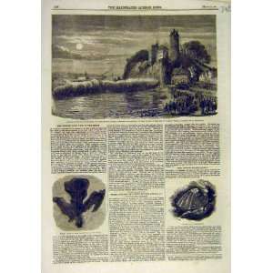  1860 Seine Tancarville Thorigny Fossil Leaf Cyrena