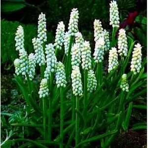  White Grape Hyacinth 15 Bulbs Patio, Lawn & Garden