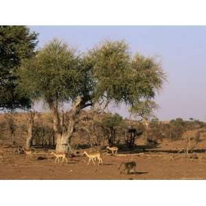 com Impala and Chacma Baboon, Mashatu Game Reserve, Botswana, Africa 