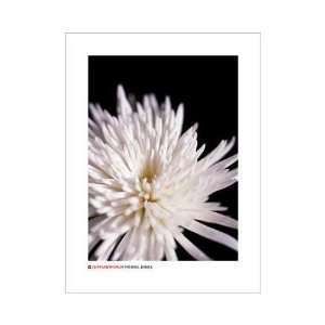  Chrysanthemum Poster Print: Home & Kitchen