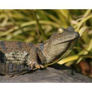  Juvenile Caiman Alligator Reptile Sculpture