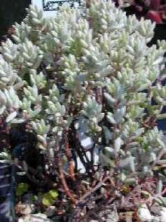 Crassula Pruinosa   South African Succulent   10 Seeds  