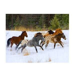  High Definition Canvas Art 73002 Horse Fever   Montana 