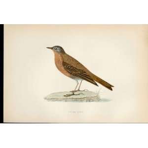  F O Morris Hand Coloured Birds Water Pipit Antique Print 
