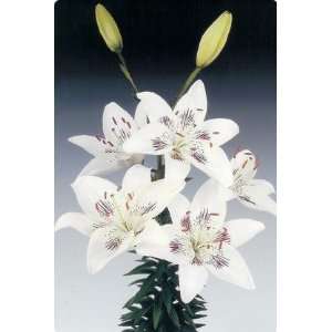  Asiatic Lily Centerfold 10 bulbs Patio, Lawn & Garden