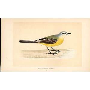  Grey Headed Wagtail British Birds 1St Ed Morris 1851