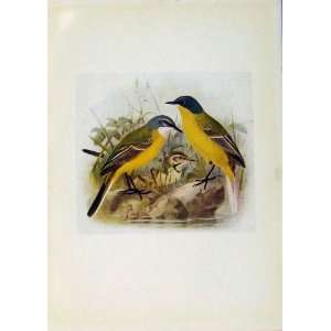  Birds Of Britain By Dresser Blue Headed Wagtail Print 