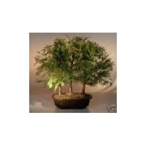 2CHIXGIFTS DAWN REDWOOD FOREST 3 SMALL  Grocery & Gourmet 