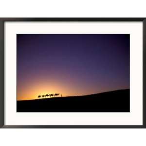 Camel Caravan Silhouette at Dawn, Silk Road, China Framed Photographic 