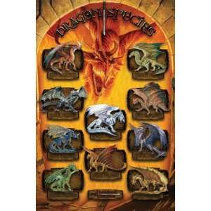   DUNGEON AND DRAGONS POSTER 22 X 34 DRAGON SPECIES 2757