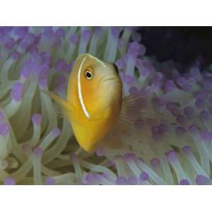  A Pink Anemonefish Nestles Among Sea Anemone Tentacles 