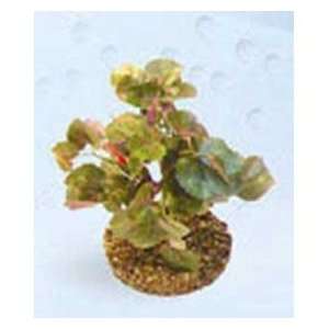    Keepers Choice Medium Red And Green Leaf Bush
