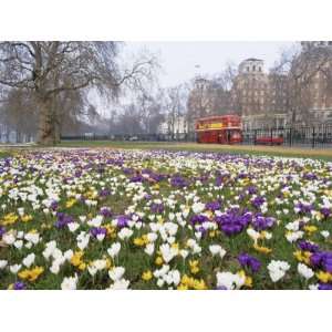  Crocus Flowering in Spring in Hyde Park, Bus on Park Lane 
