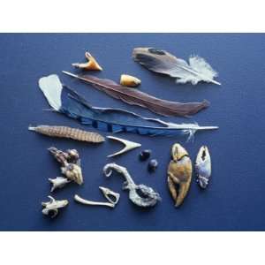  Miscellaneous Animal Parts from Eastern Screech Owl, Otus 