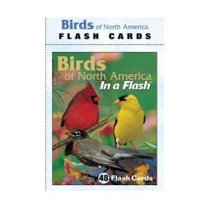  Impact Photographics Flash Cards Birds North American, 48 