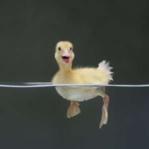  Duckling Swimming on Water Surface, UK Premium Poster 