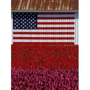  US Flag on Barn and Tulip Field, Skagit Valley, Washington 