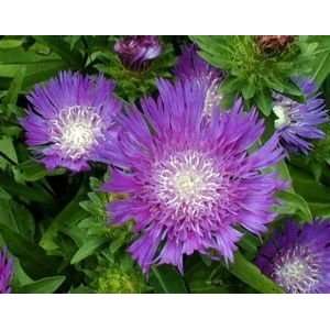  STOKES ASTER HONEYSONG PURPLE / 1 gallon Potted Patio 