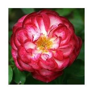  Hoot n Holler Rose Bush Flower Seeds: Patio, Lawn 