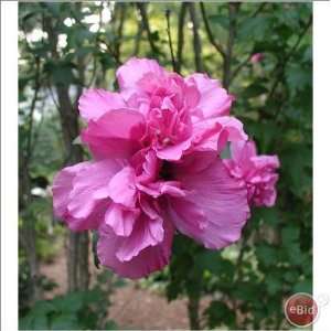   Double Pink Rose of Sharon 2 3 bareroot bush: Patio, Lawn & Garden