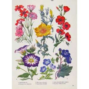  Silene Mentzelia Linum Plant Flower Old Print Color Art 