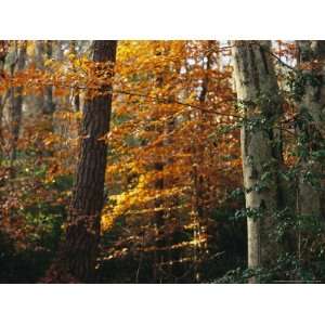 Autumn Colored Beech Trees, Holly, and Pine in Upland Hardwood Forest 