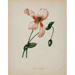 1898 Botanical Print Opium Poppy Papaver Somniferum 