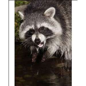 Raccoon   In garden pond at night, eating food, autumn Photographic 