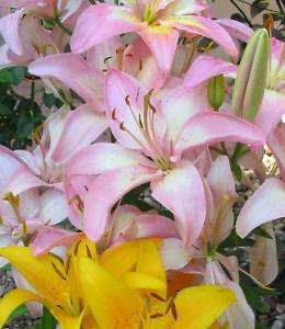 ASIATIC LILY MIXED COLORS Lilium COLD HARDY SEEDS NEW  