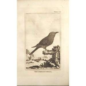    The Garrulous Roller 1812 Buffon Birds Plate 66