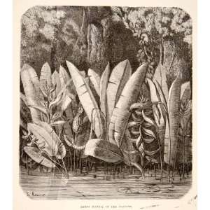  1875 Wood Engraving Reed Canna Botanical Plant Ucayali 