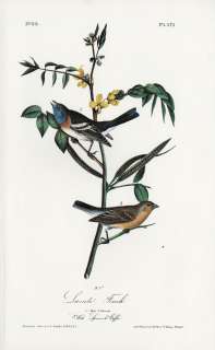 Lazuli Finch: JJ Audubon Fine BIRD Book Plate from Limited 1978 Volume 