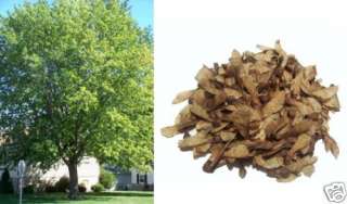 Lot of (20) Silver Maple Acer Tree Seeds  