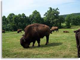 Grass Fed Ground Bison   approx. 6 lbs [2422]  